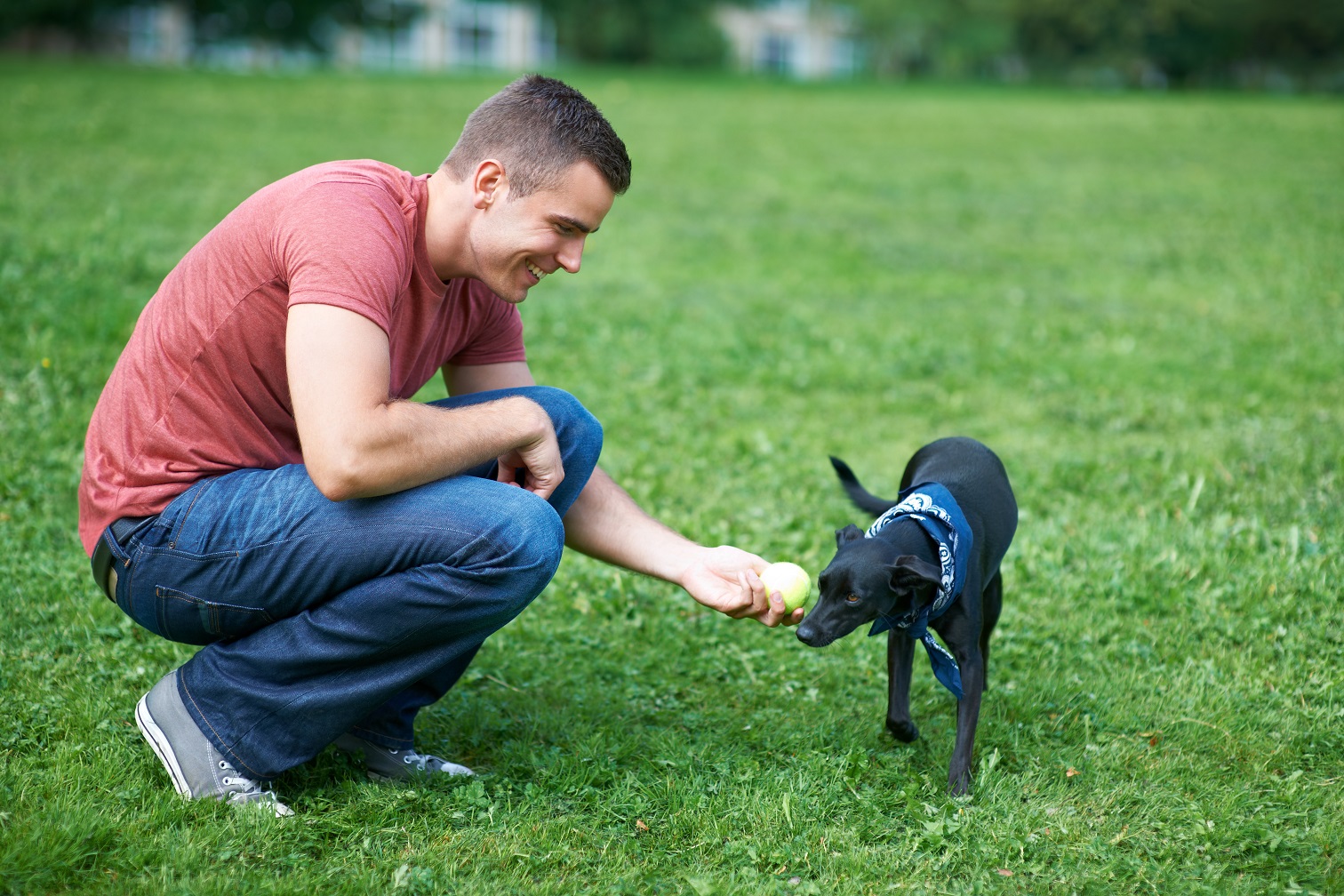 Dog Training Micro-Courses